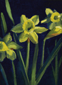 Daffodils