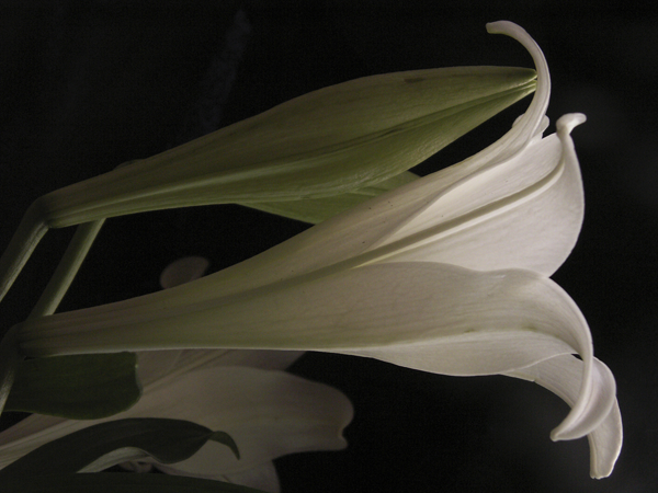 Easter Lily One