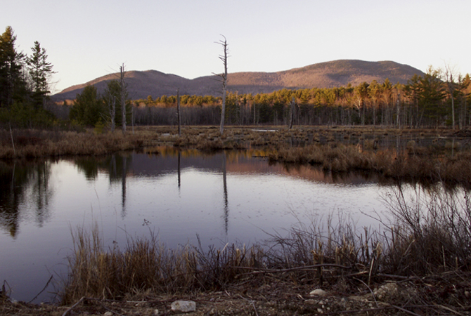 A Bog in Sandwich, New Hampshire