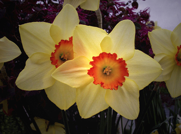 Two Narcissus