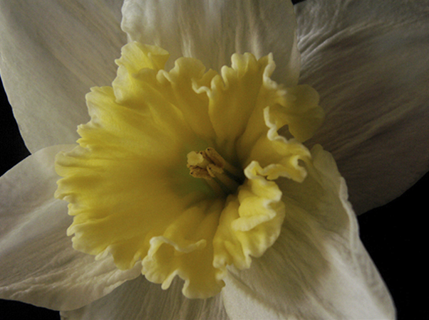 Daffodil with Yellow Center