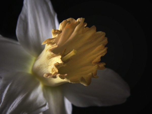 Daffodil with Light Orange Center