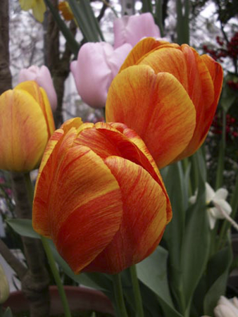 Mixed Tulips