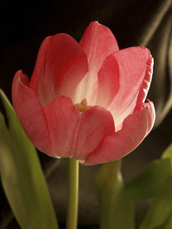 Pink Tulip Two