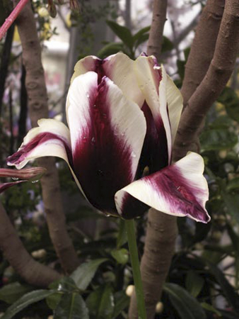 Variegated Tulip