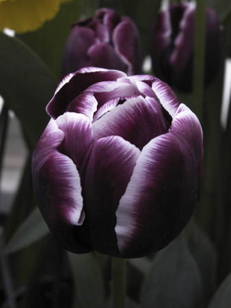 Variegated Purple Tulip