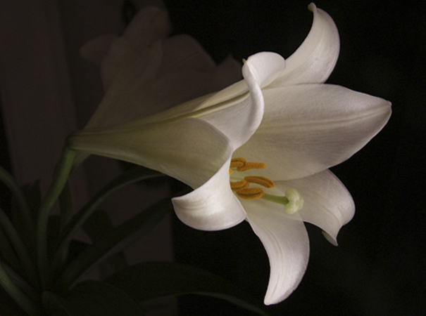 Easter Lily Two