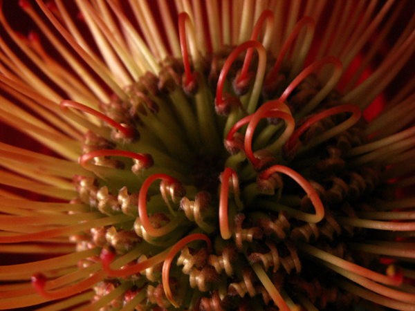 Pin Cushion Protea (Hawaiian)