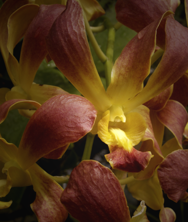 Sienna and Yellow Orchid
