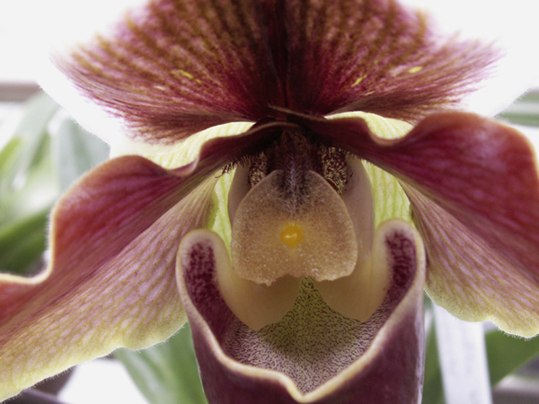 Orchid Close Up 