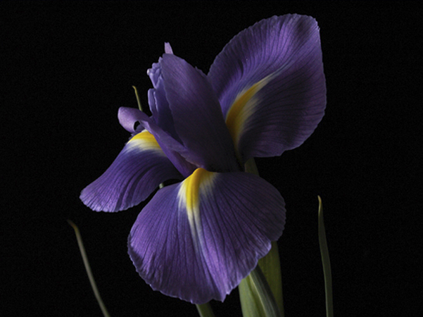 Single Purple Iris