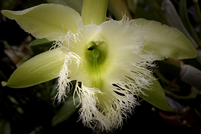 Yellow Feathery Orchid