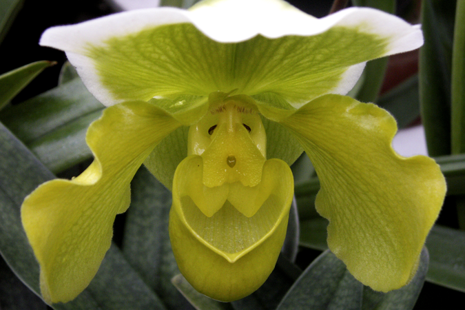 Yellow Orchid One