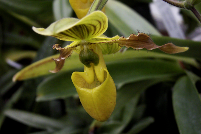 Yellow Orchid Two