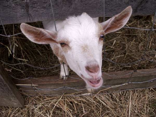 Goat gives Face