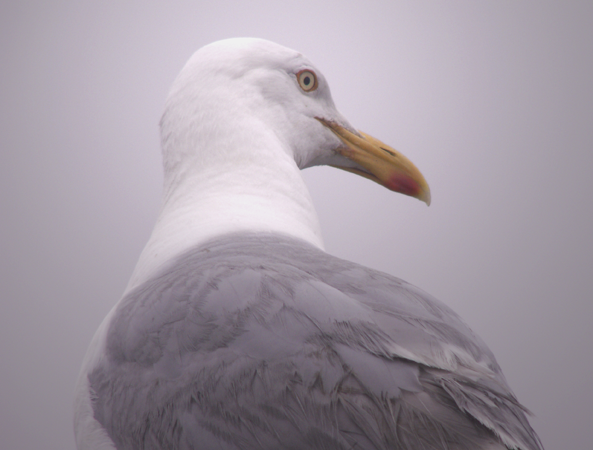 Anticipating Seagull