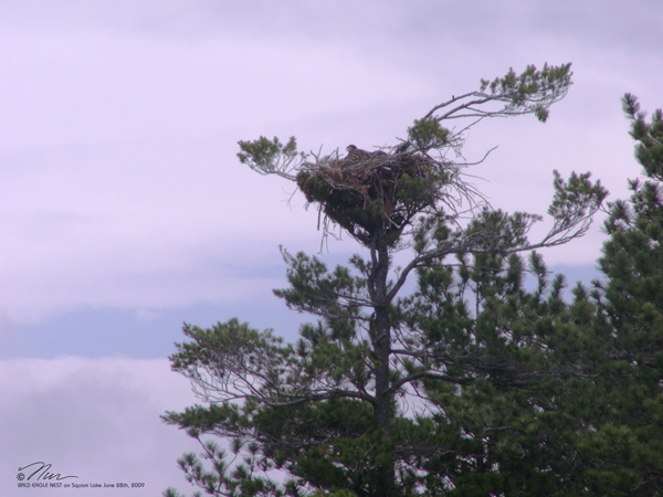 Bald Eagle Nest on Squam Lake, New Hampshire