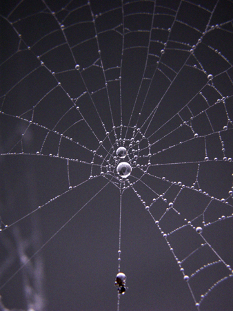 The Web of Weave