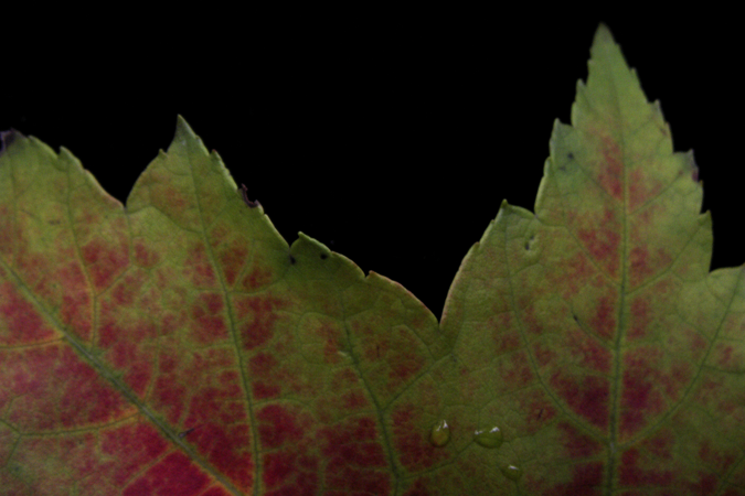 Leaf Silhouette in Autumn
