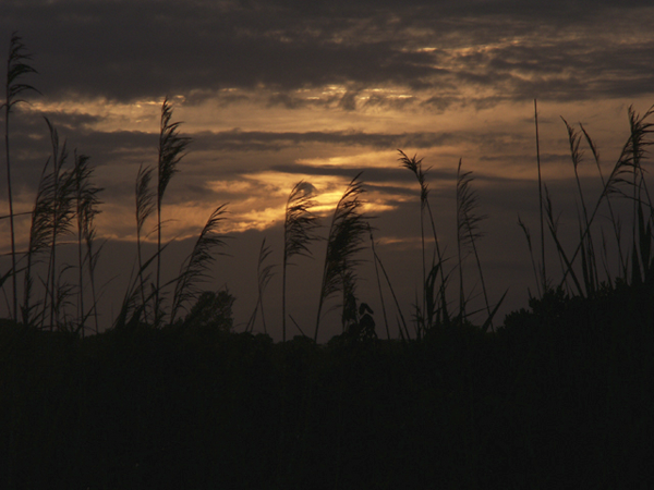 Sunset with Ocean Grass, Rhode Island