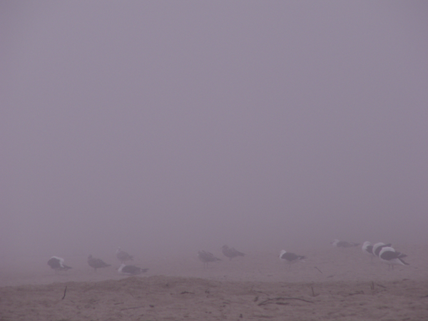 Gulls Greet the Ocean Fog, Quonochontaug, Rhode Island