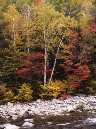 Pemigewasset River in Autumn