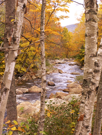 Birches on the Kancamagus Highway, New Hampshire